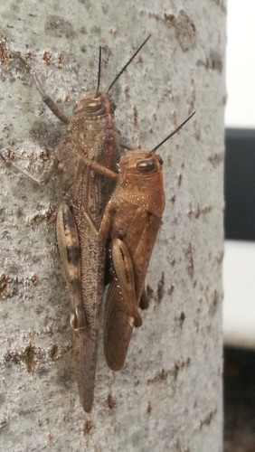 Egyptian Bird Grasshopper