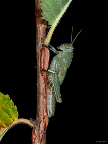 Egyptian Bird Grasshopper