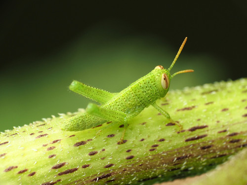 Egyptian Bird Grasshopper