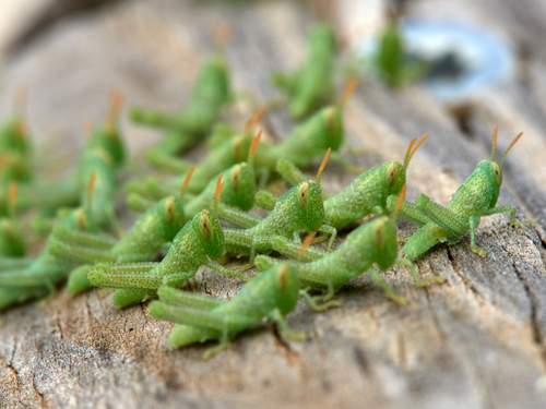 Egyptian Bird Grasshopper