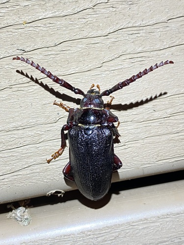Broad-necked Root Borer