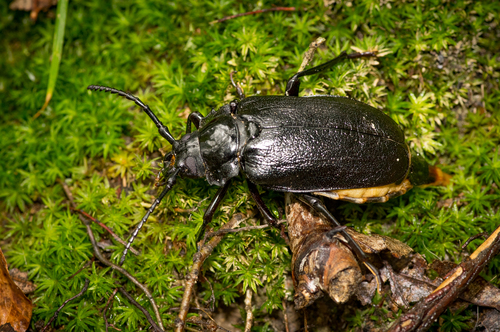 Broad-necked Root Borer