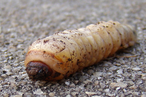 Broad-necked Root Borer