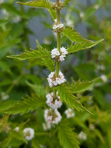 European water-horehound