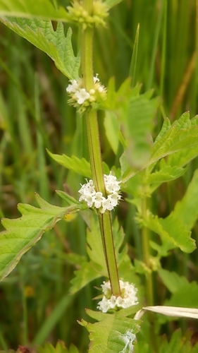 European water-horehound
