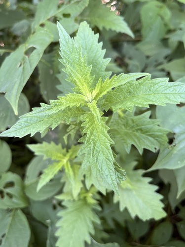 European water-horehound
