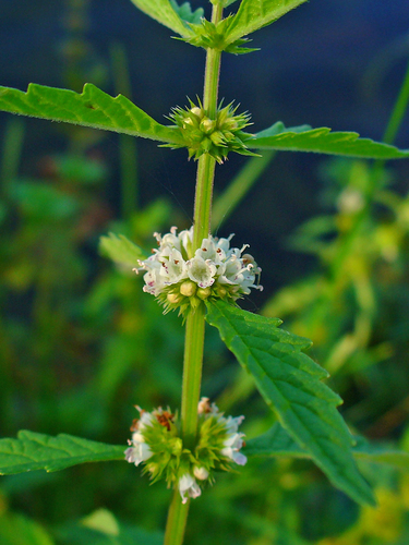 European water-horehound