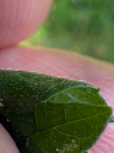 European water-horehound