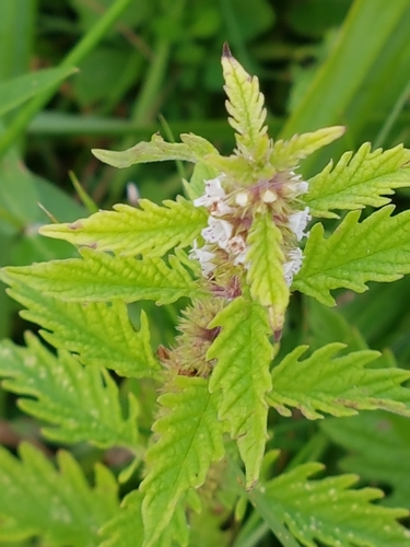 European water-horehound