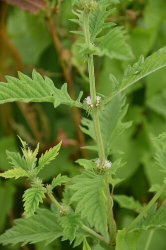 European water-horehound