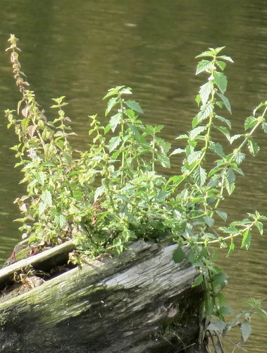 European water-horehound