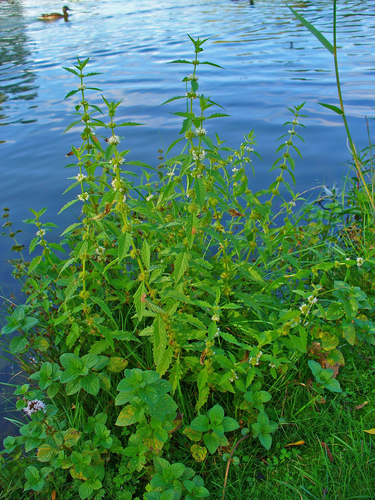 European water-horehound
