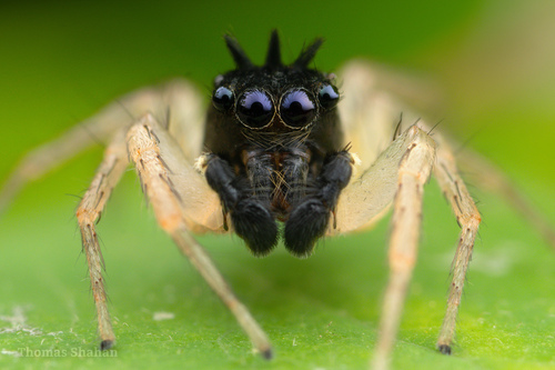 Dimorphic Jumping Spider