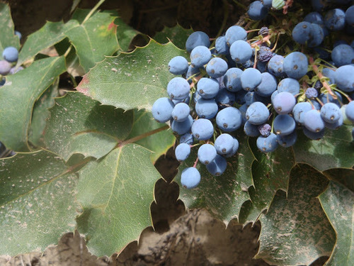 creeping mahonia