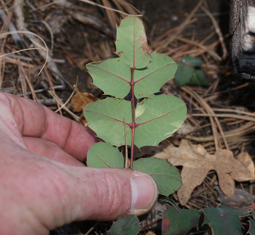creeping mahonia