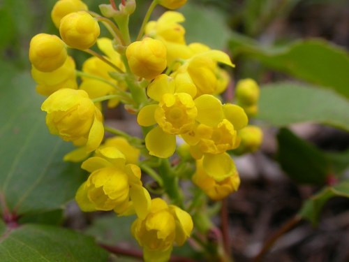 creeping mahonia