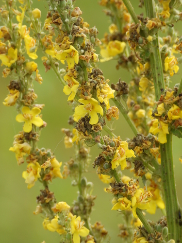 White Mullein
