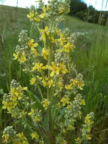 White Mullein