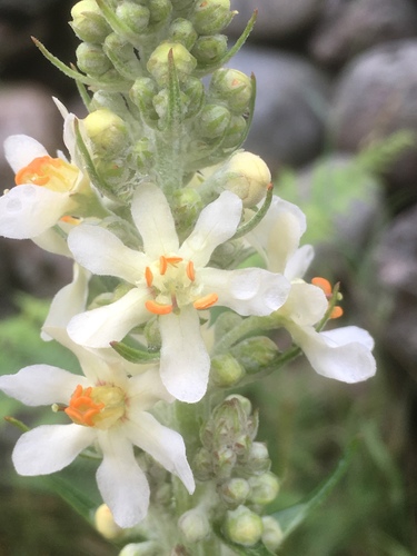 White Mullein