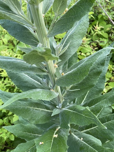 White Mullein