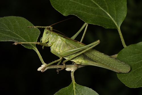 Great Green Bush-cricket