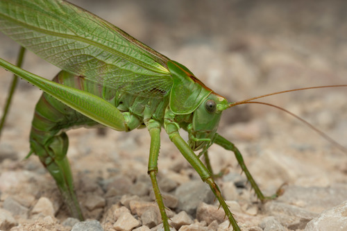 Great Green Bush-cricket