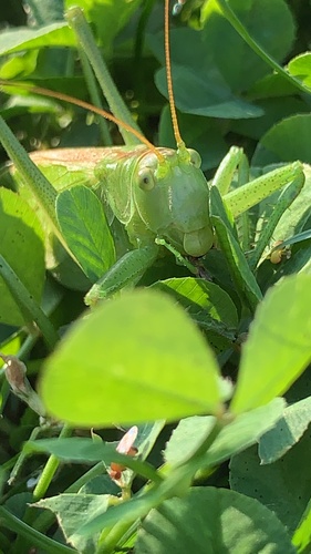 Great Green Bush-cricket