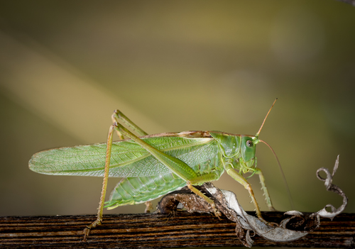 Great Green Bush-cricket