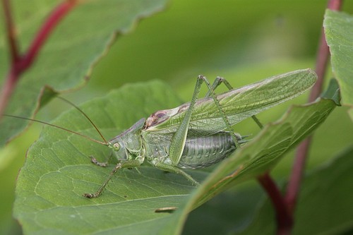 Great Green Bush-cricket