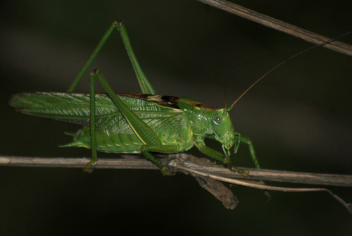 Great Green Bush-cricket