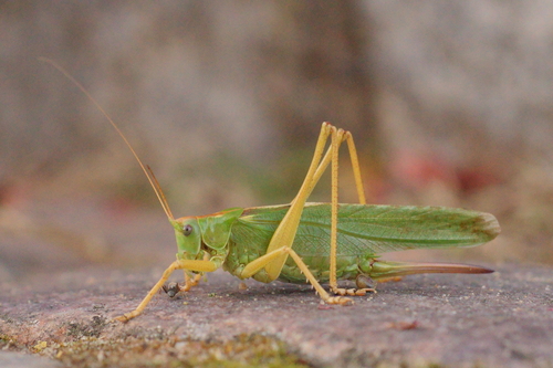 Great Green Bush-cricket