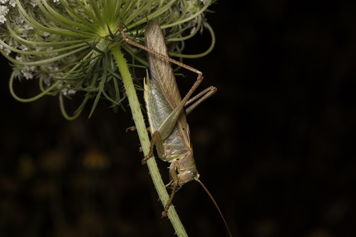 Great Green Bush-cricket
