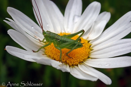 Great Green Bush-cricket
