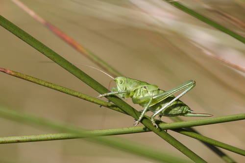 Great Green Bush-cricket