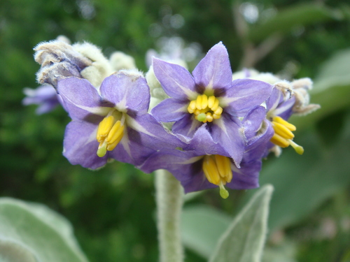 bugweed