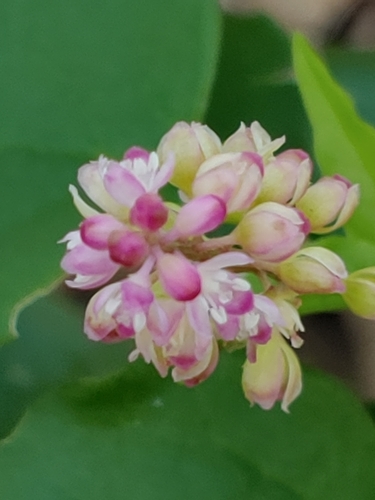 pigeonberry