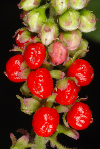 pigeonberry