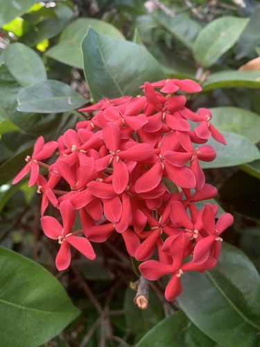 Jungle flame
