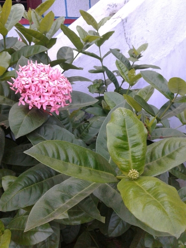 Jungle flame