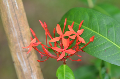Jungle flame