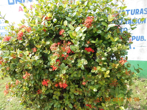 Jungle flame