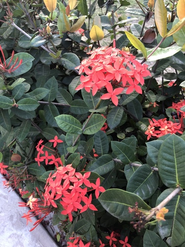 Jungle flame