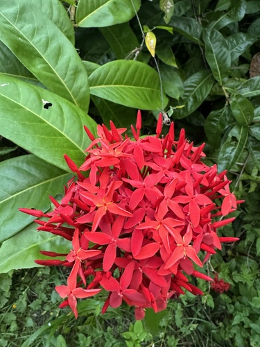 Jungle flame