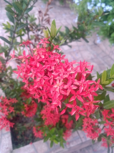 Jungle flame