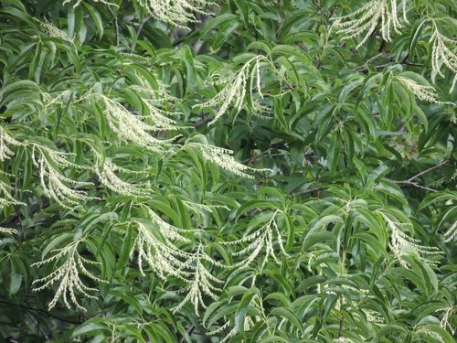 sourwood