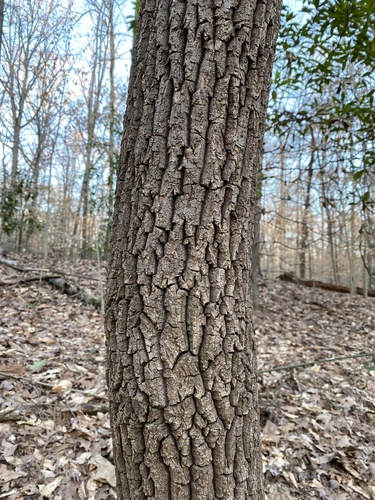 sourwood