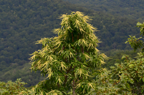 sourwood