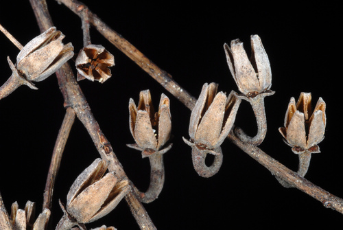 sourwood