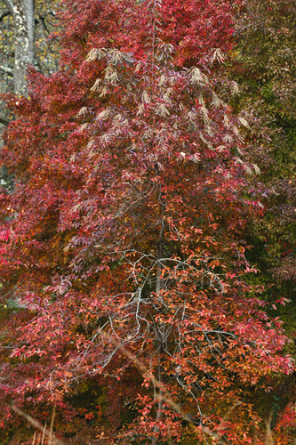 sourwood