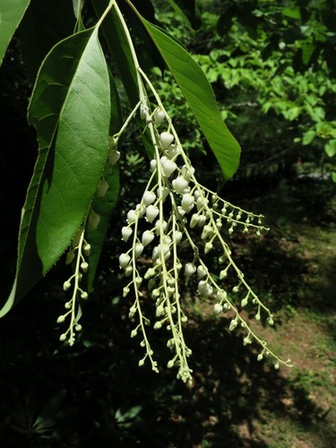sourwood